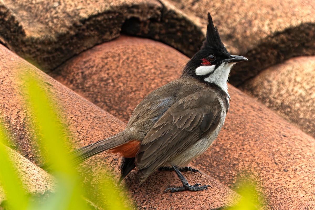 Red-whiskered Bulbul - Daniel Json