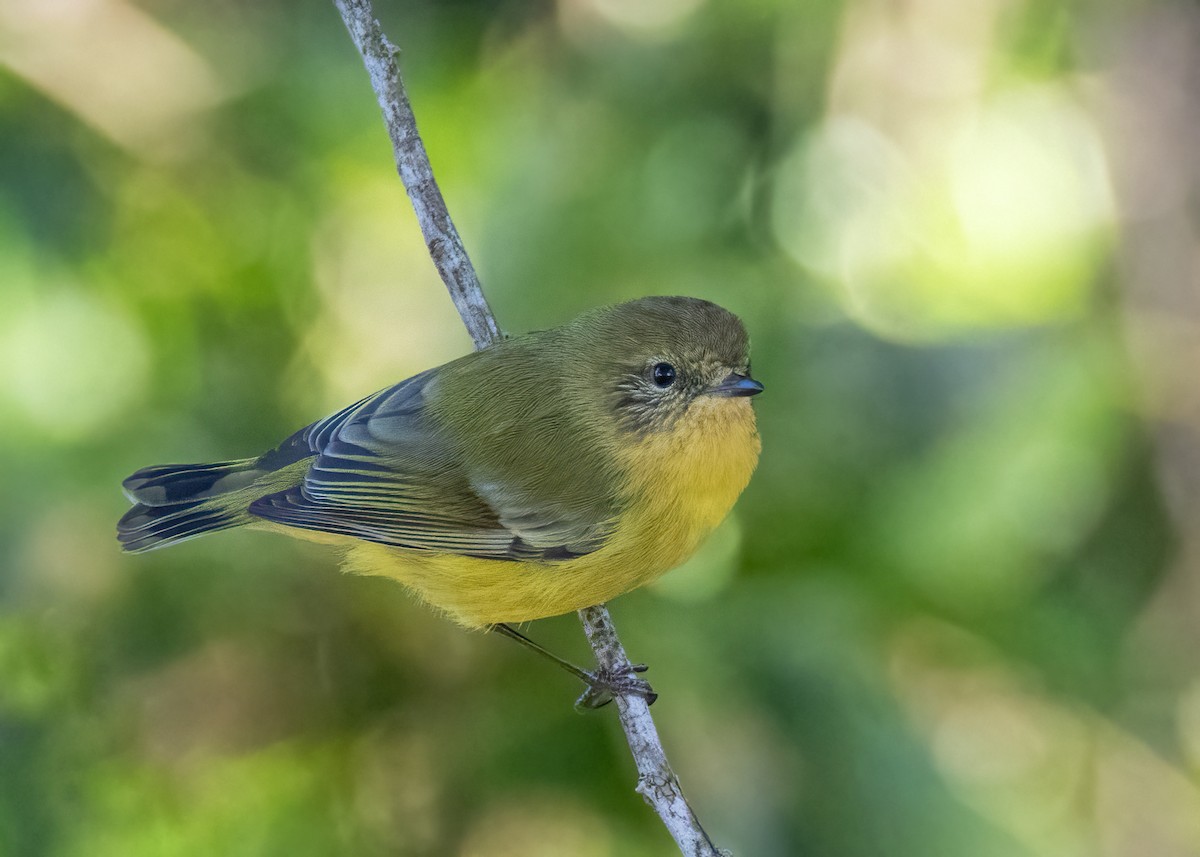 Yellow Thornbill - Julie Clark