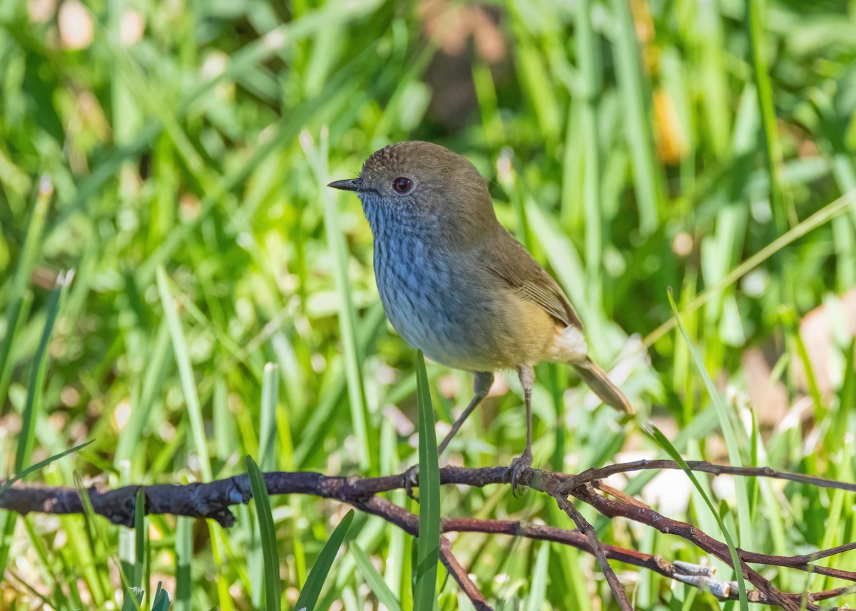 Brown Thornbill - Julie Clark