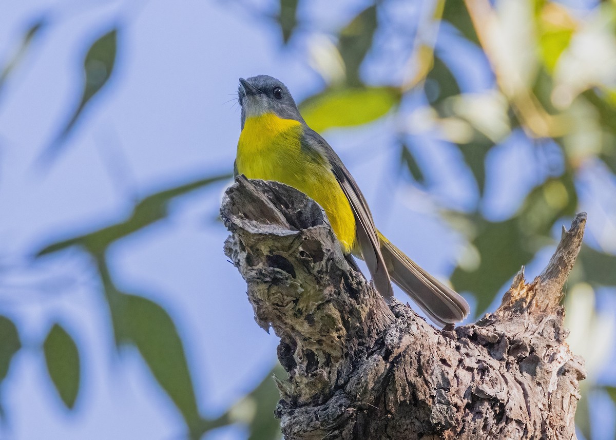 Eastern Yellow Robin - Julie Clark