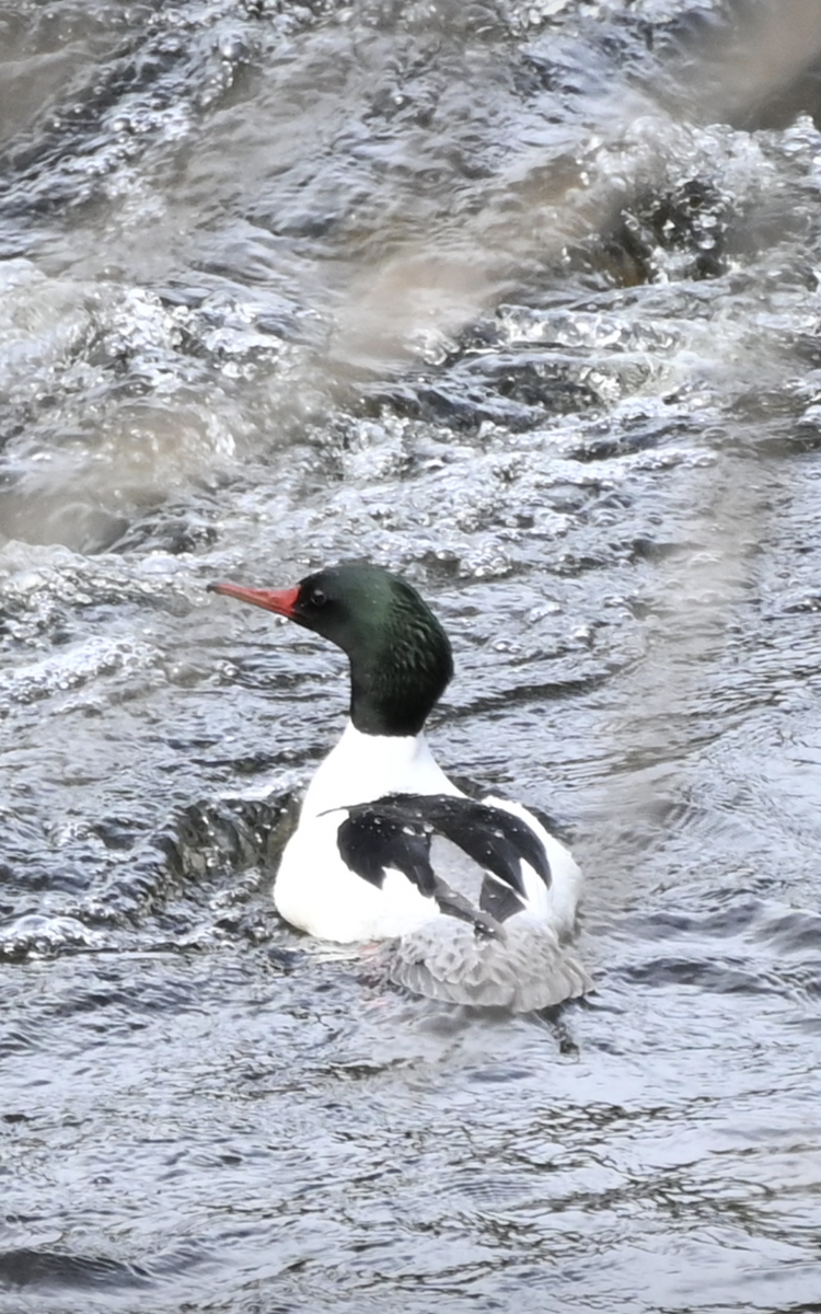 Common Merganser - Sylvie Rioux