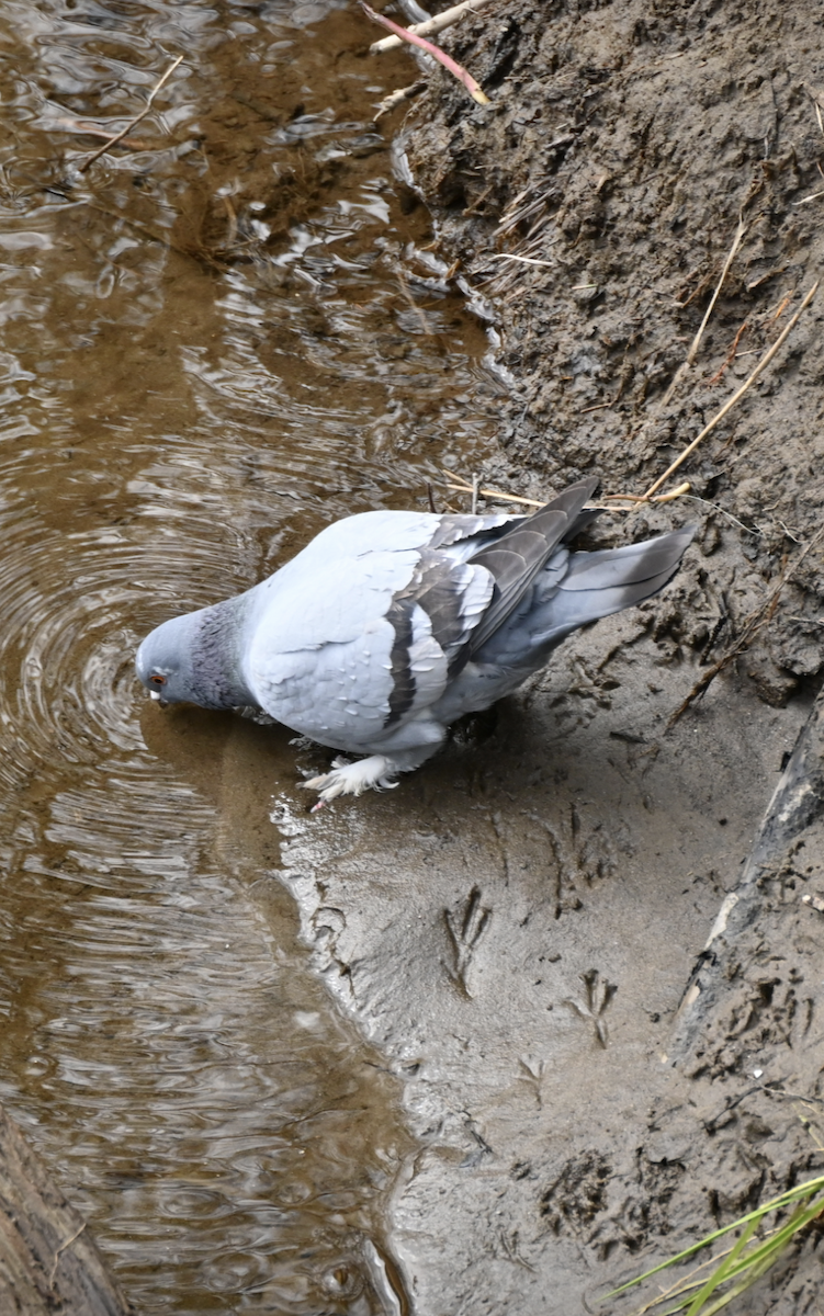 Rock Pigeon (Feral Pigeon) - Sylvie Rioux