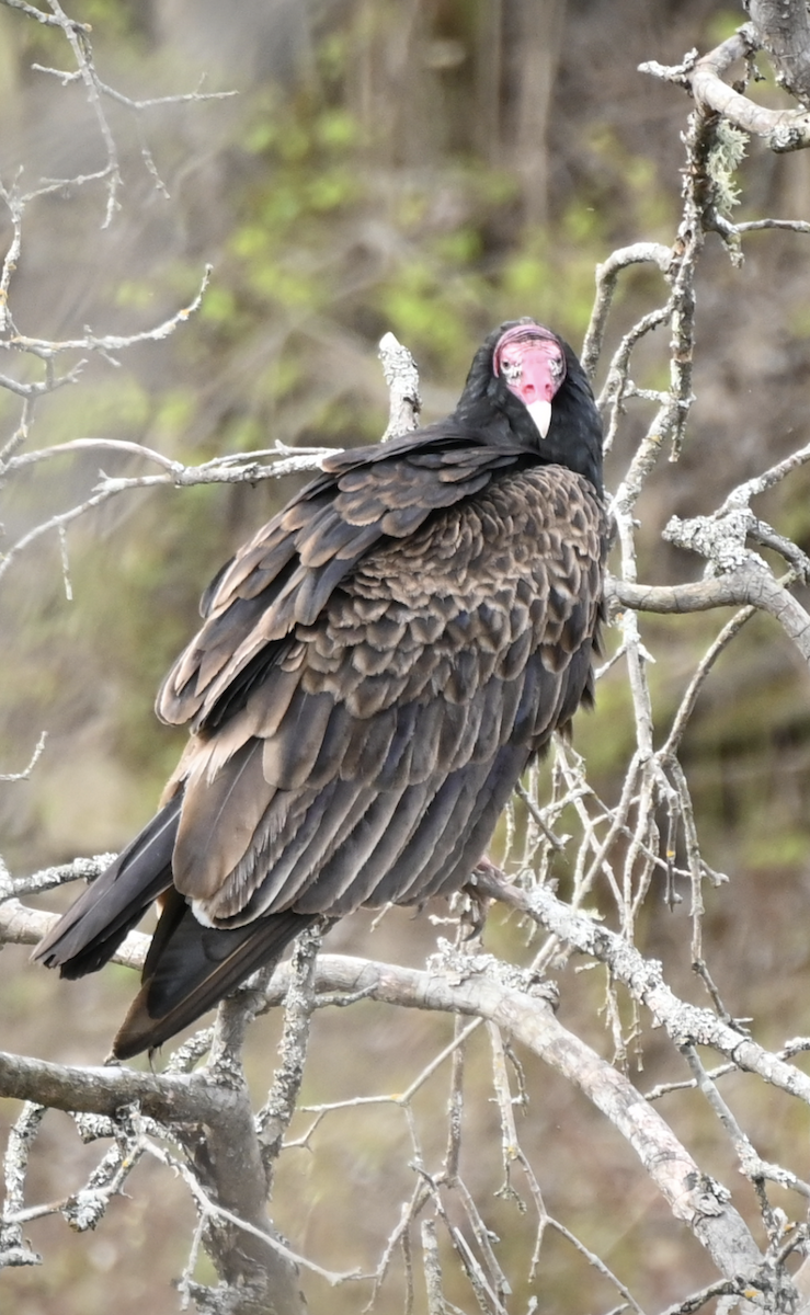 Turkey Vulture - Sylvie Rioux