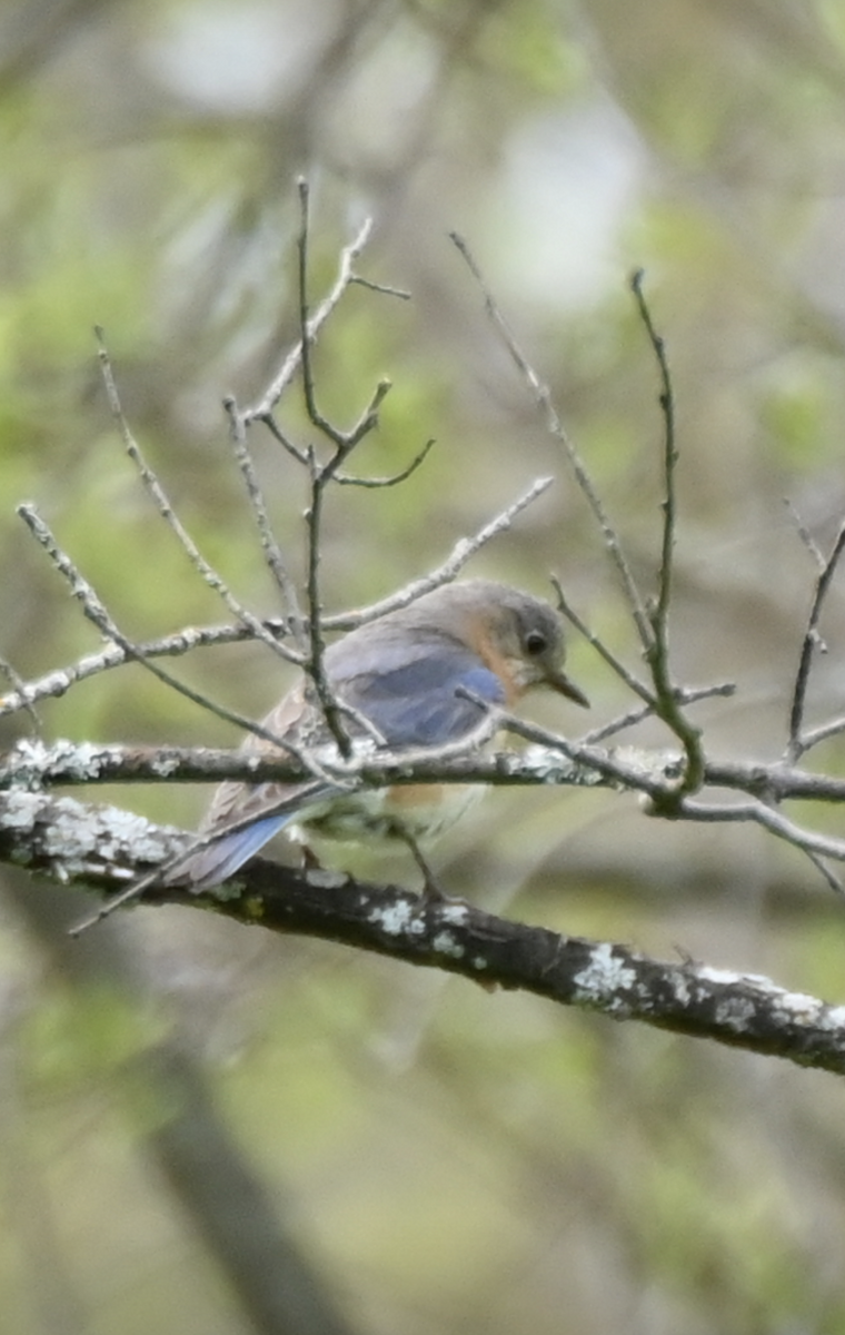 Eastern Bluebird - Sylvie Rioux