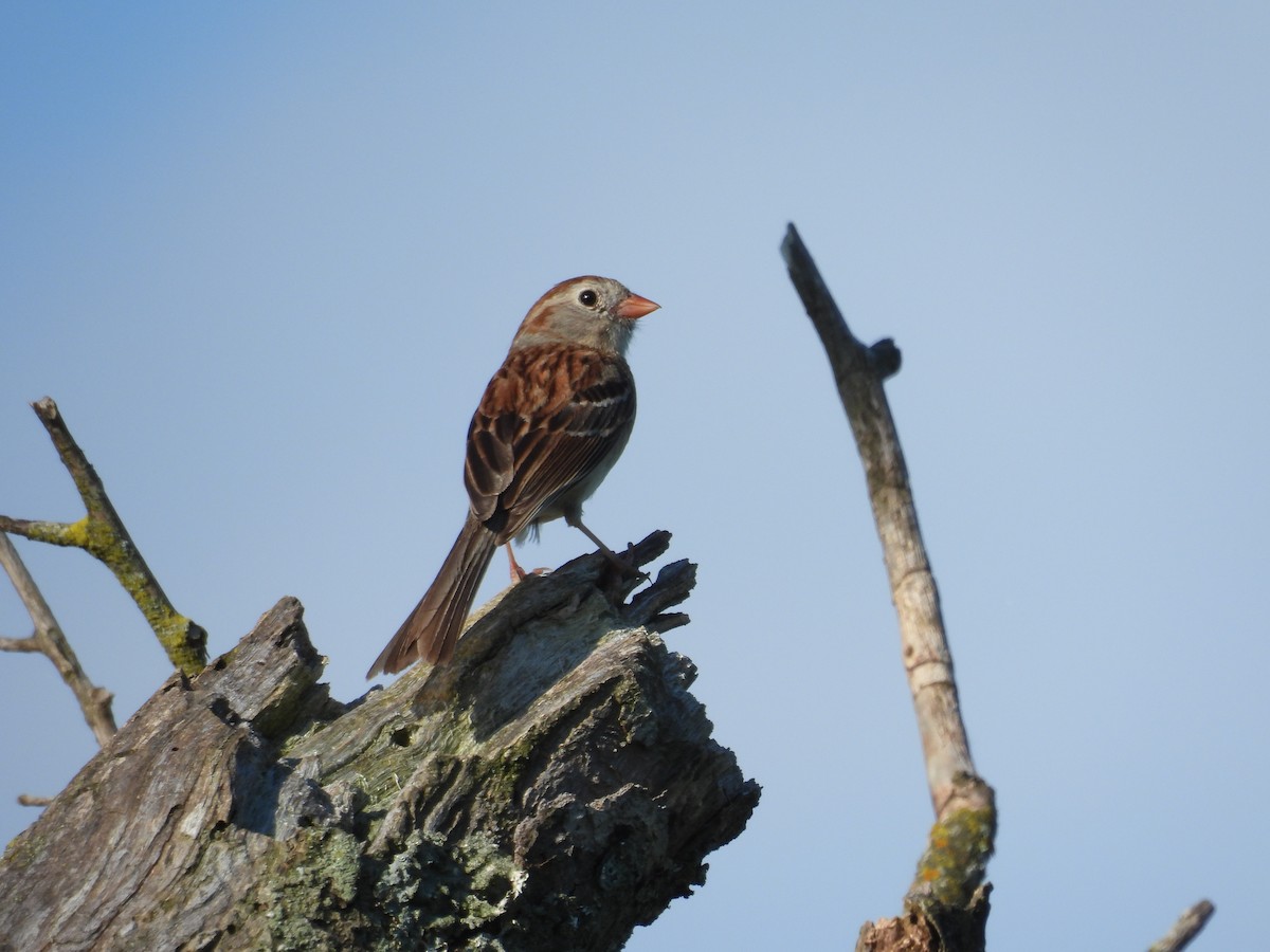 Field Sparrow - Todd Leatherman