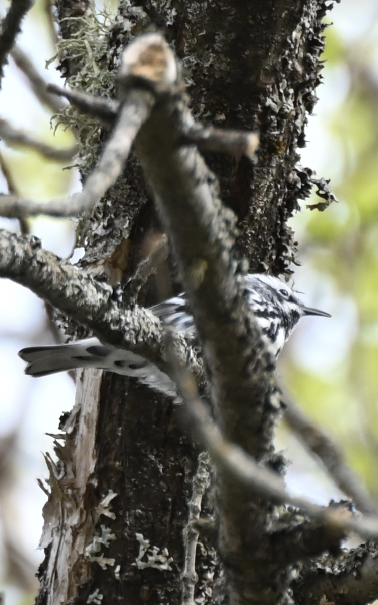 Black-and-white Warbler - Sylvie Rioux