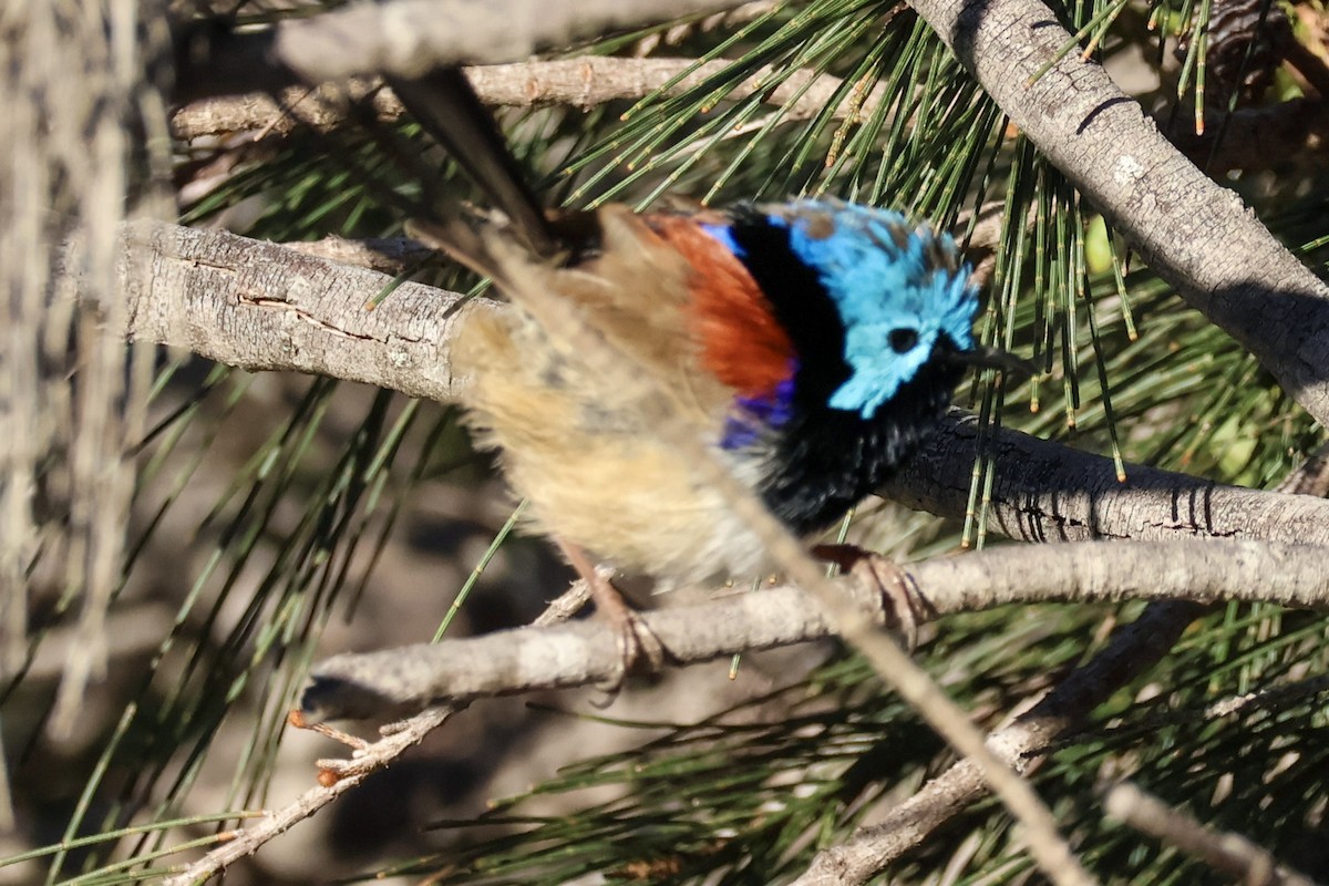 Variegated Fairywren - Sonia Boughton