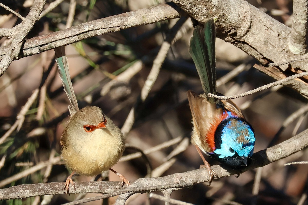 Variegated Fairywren - ML619434213