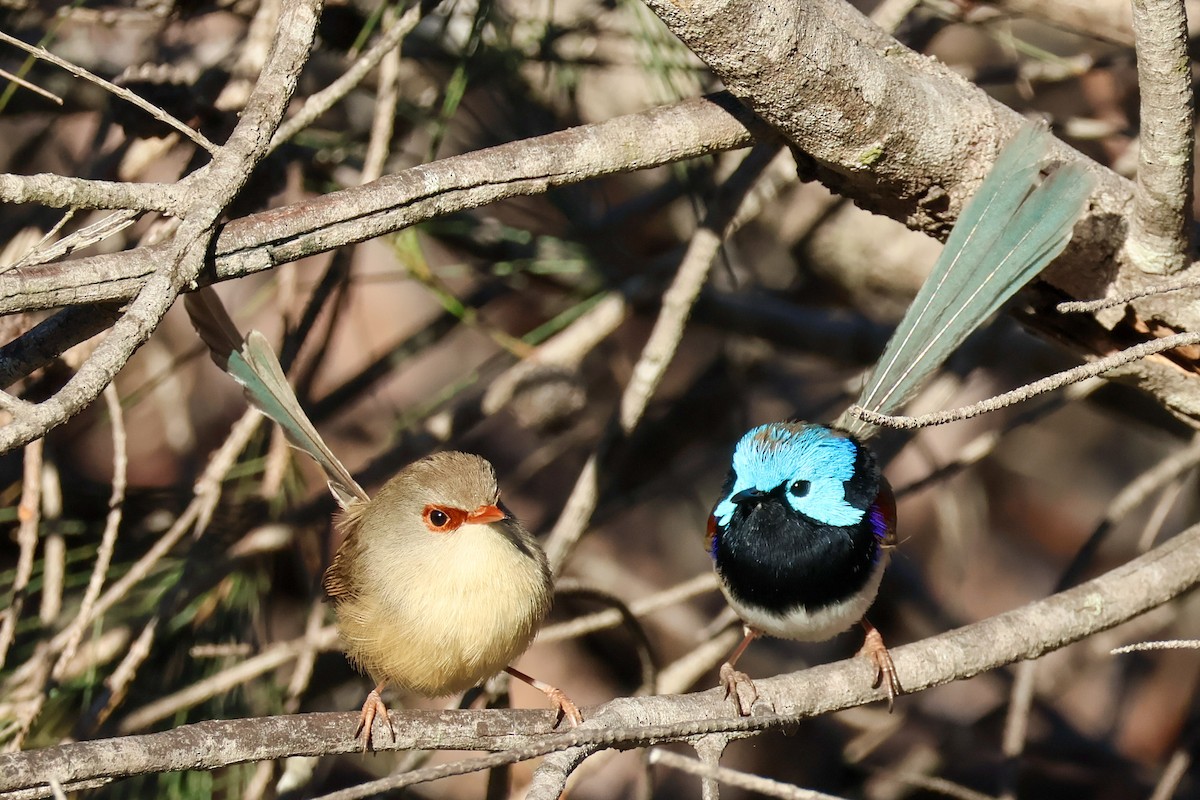 Variegated Fairywren - ML619434215