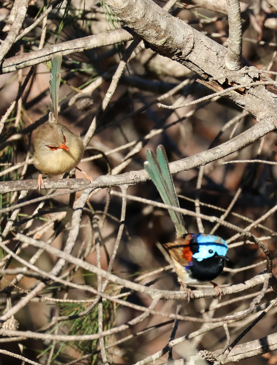 Variegated Fairywren - ML619434216