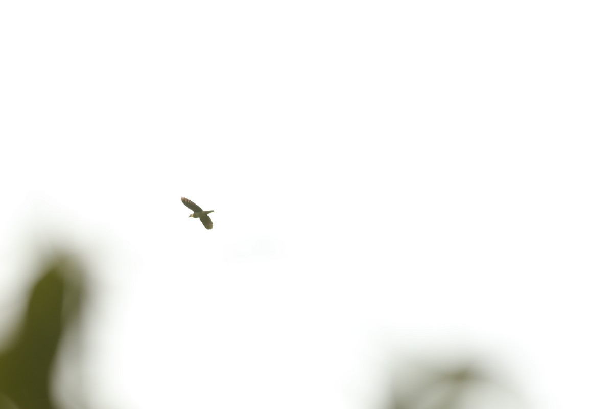 Pink-necked Green-Pigeon - Jai Humphries