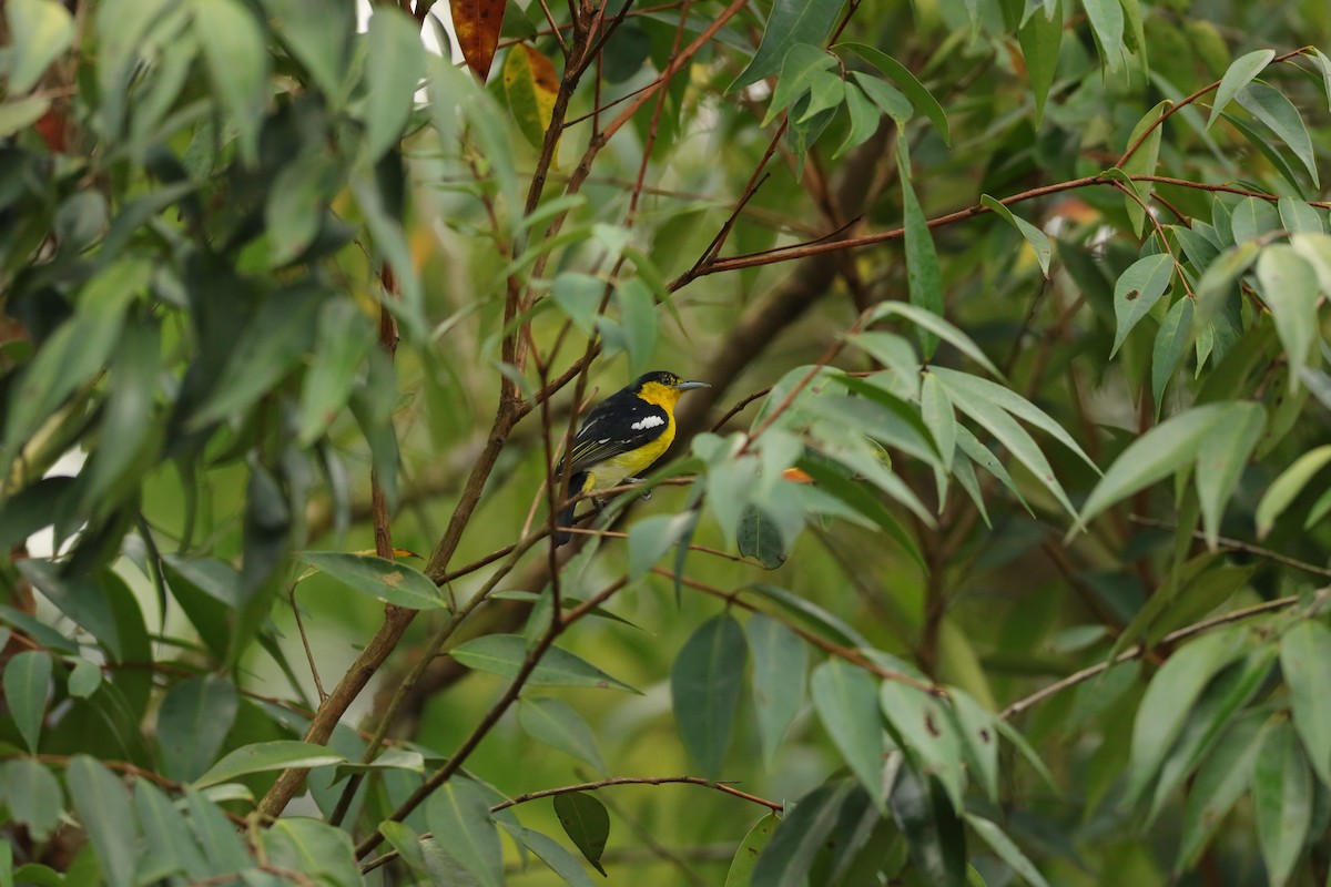 Common Iora - Jai Humphries