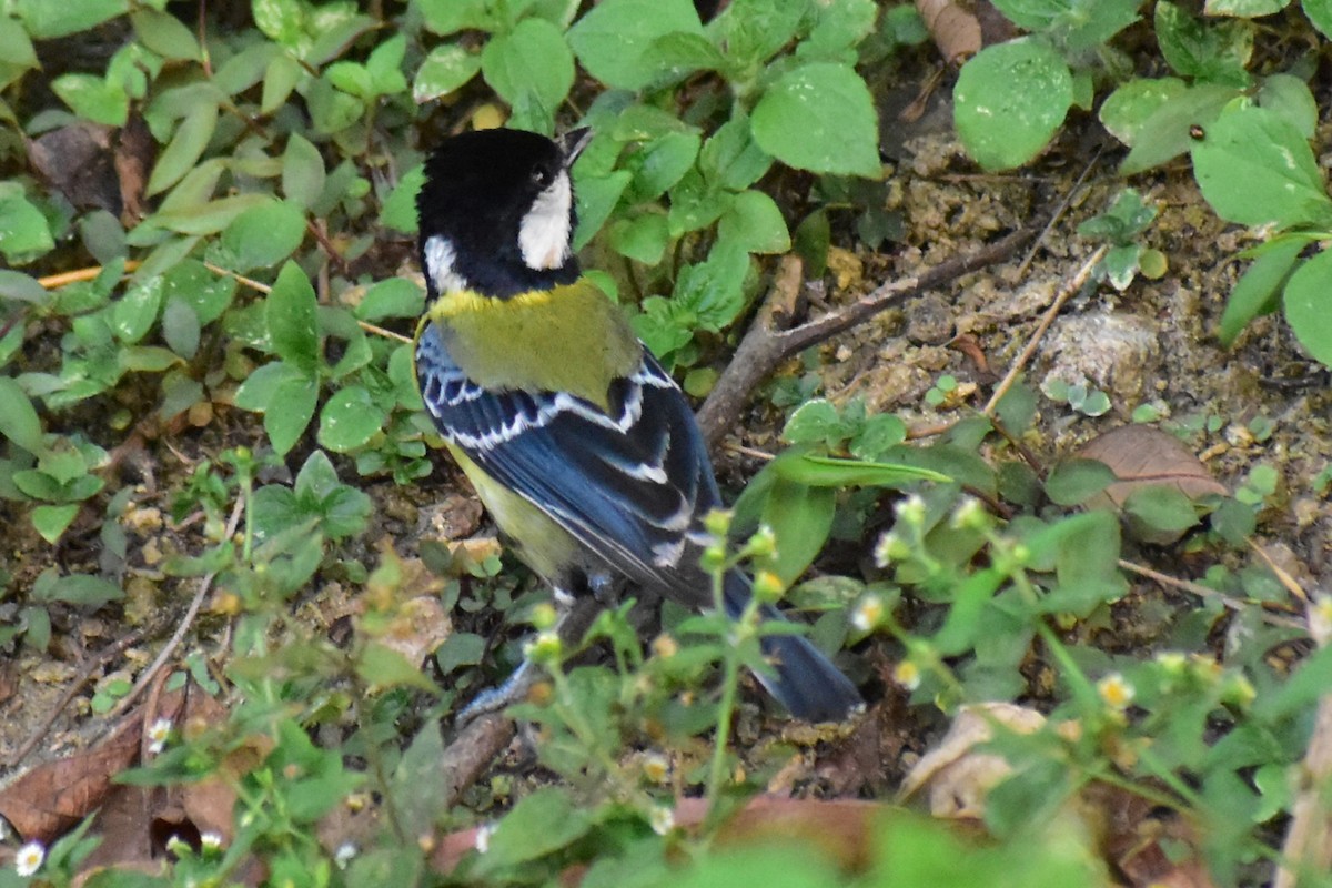 Green-backed Tit - ML619434232