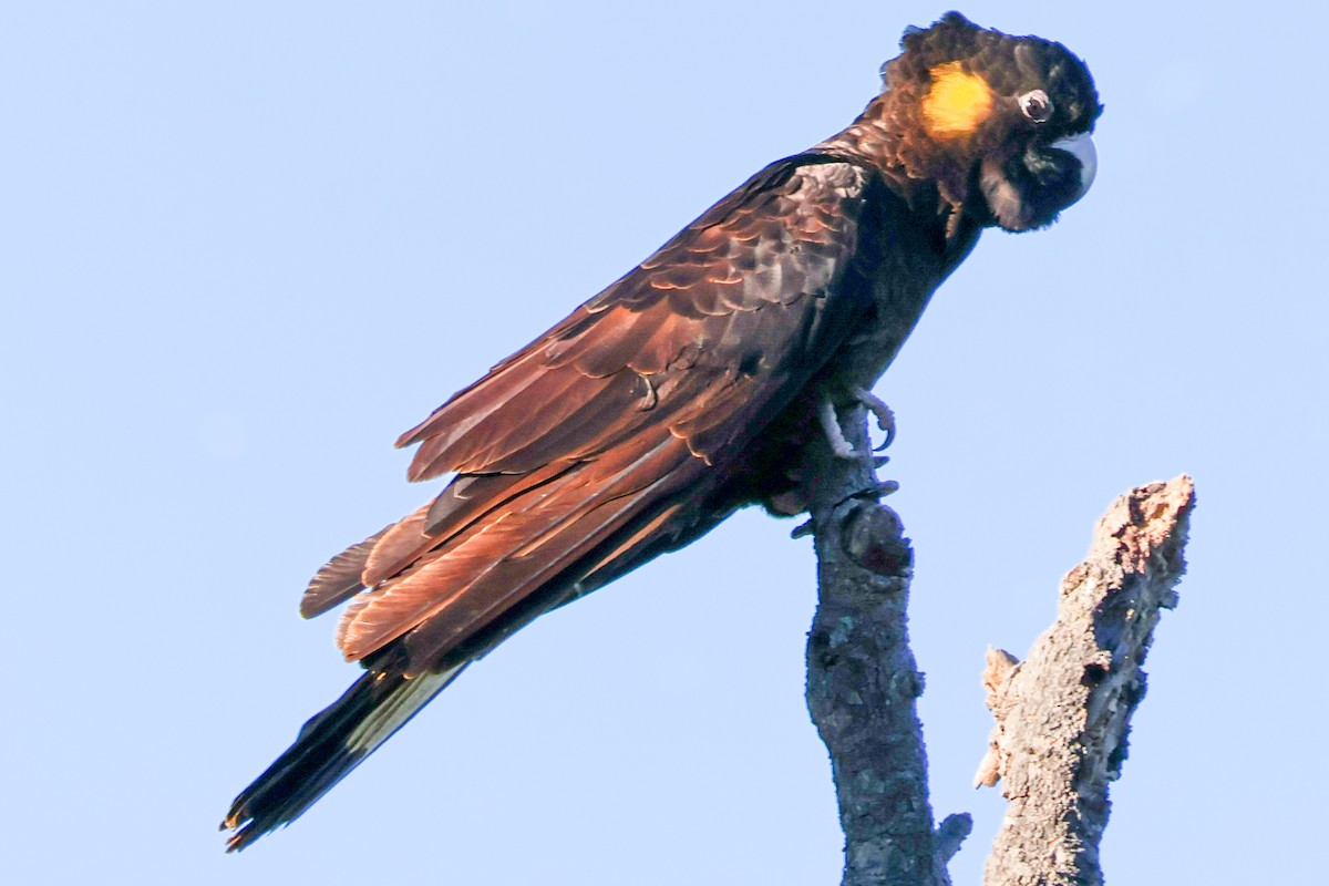 Yellow-tailed Black-Cockatoo - Sonia Boughton