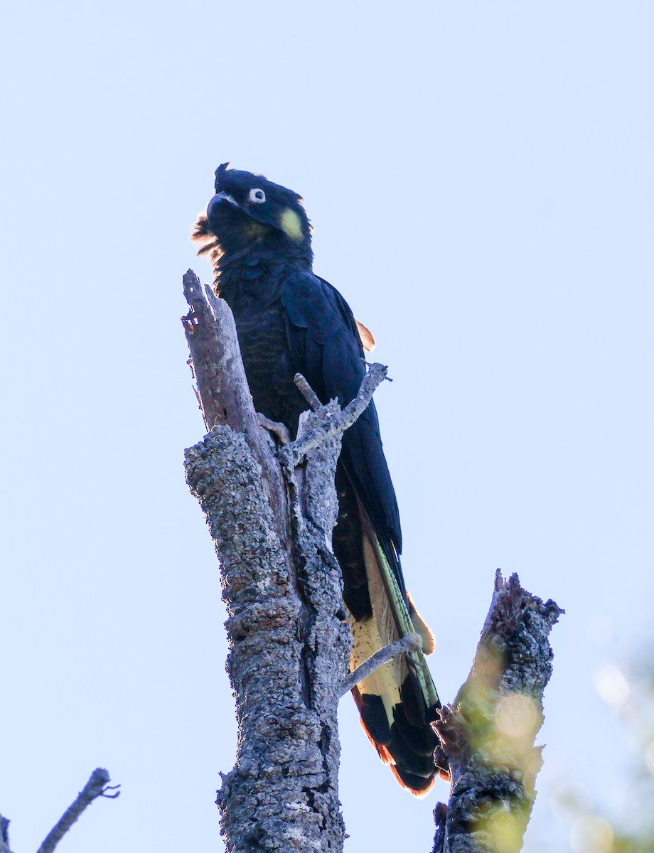 Yellow-tailed Black-Cockatoo - ML619434237