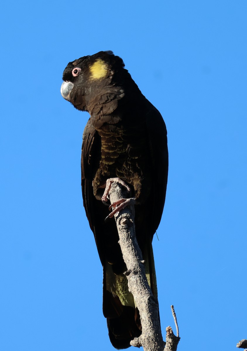 Yellow-tailed Black-Cockatoo - Sonia Boughton
