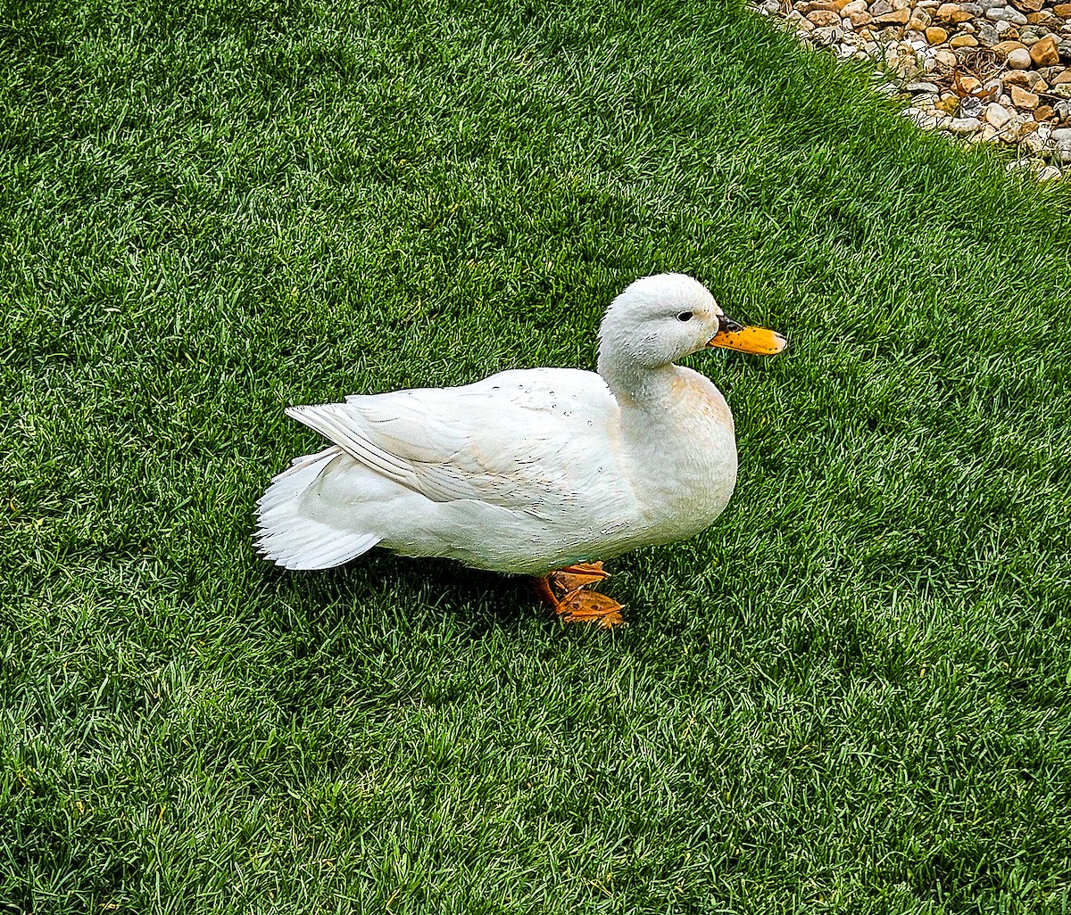 kachna divoká - ML619434259