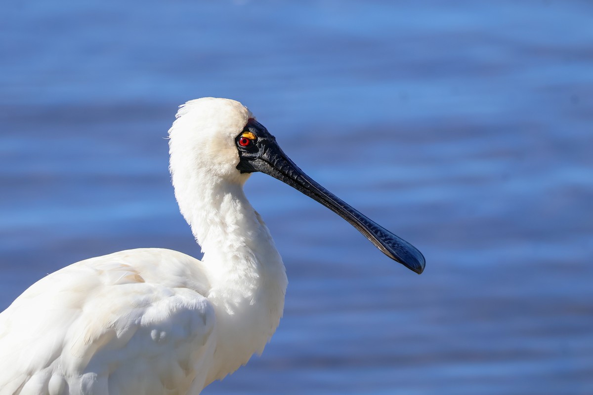 Royal Spoonbill - ML619434282