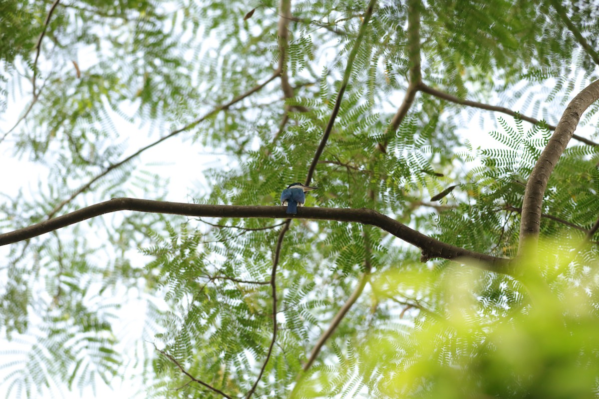 Collared Kingfisher - Jai Humphries