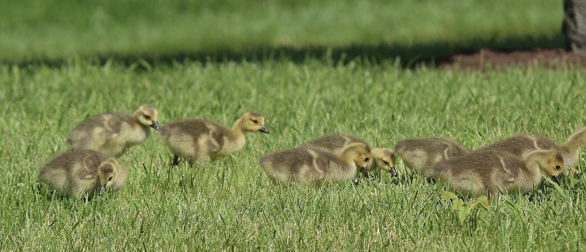 Canada Goose - Howard Patterson