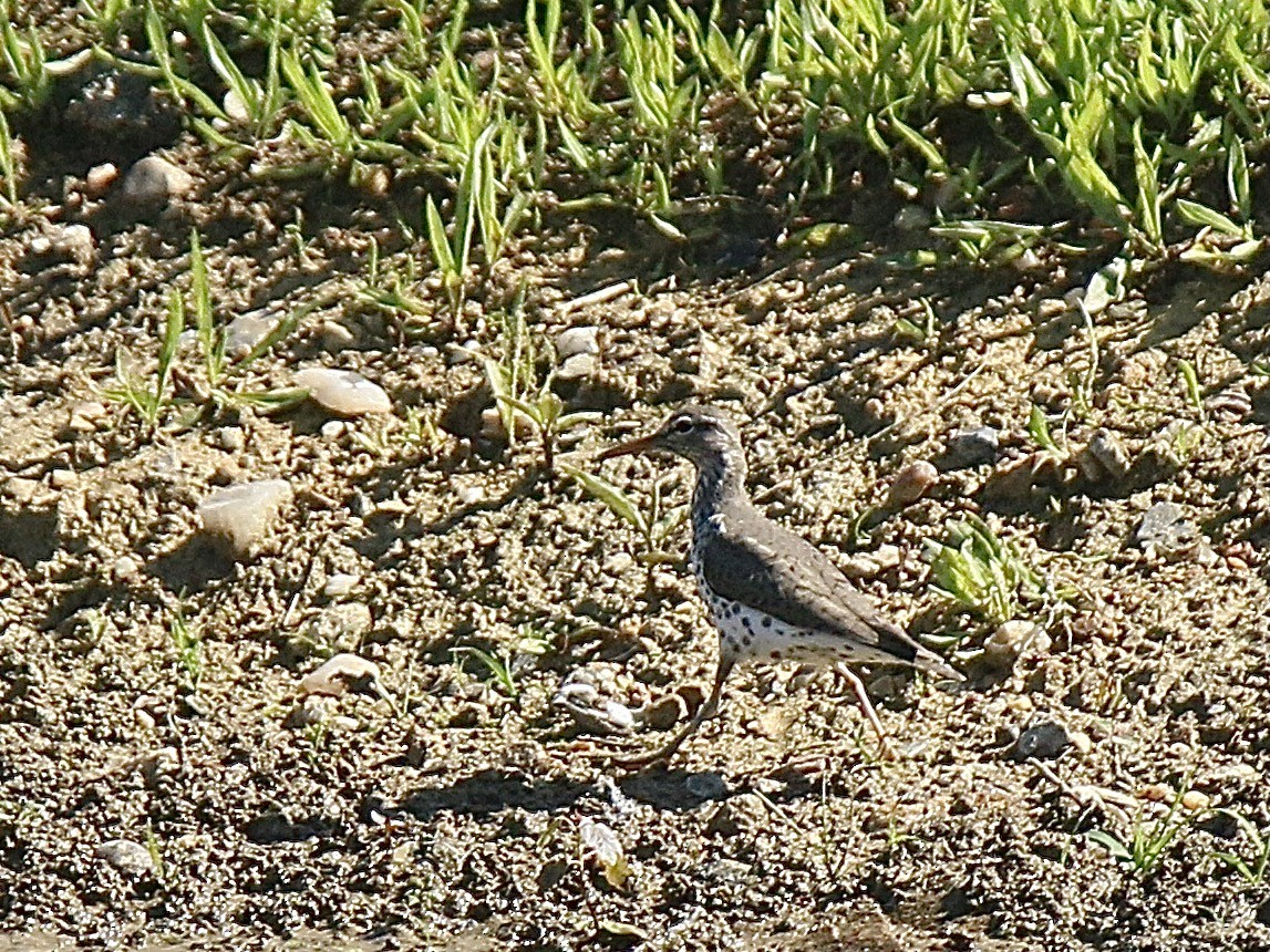 Spotted Sandpiper - Howard Patterson