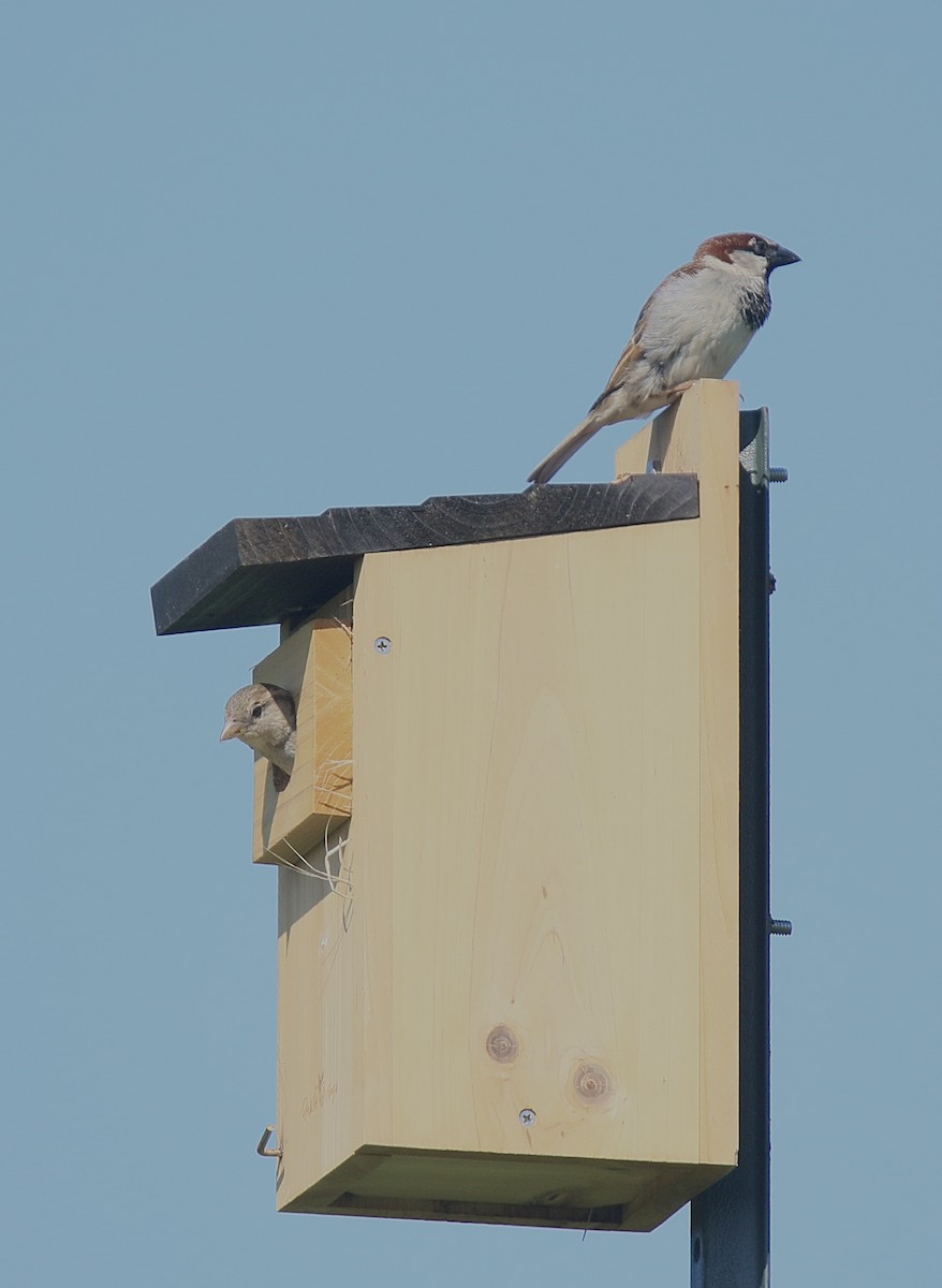 House Sparrow - Howard Patterson