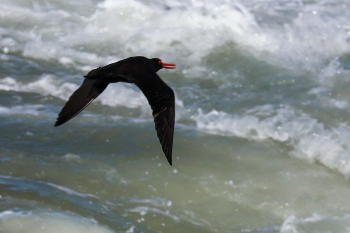 Sooty Oystercatcher - Sonia Boughton