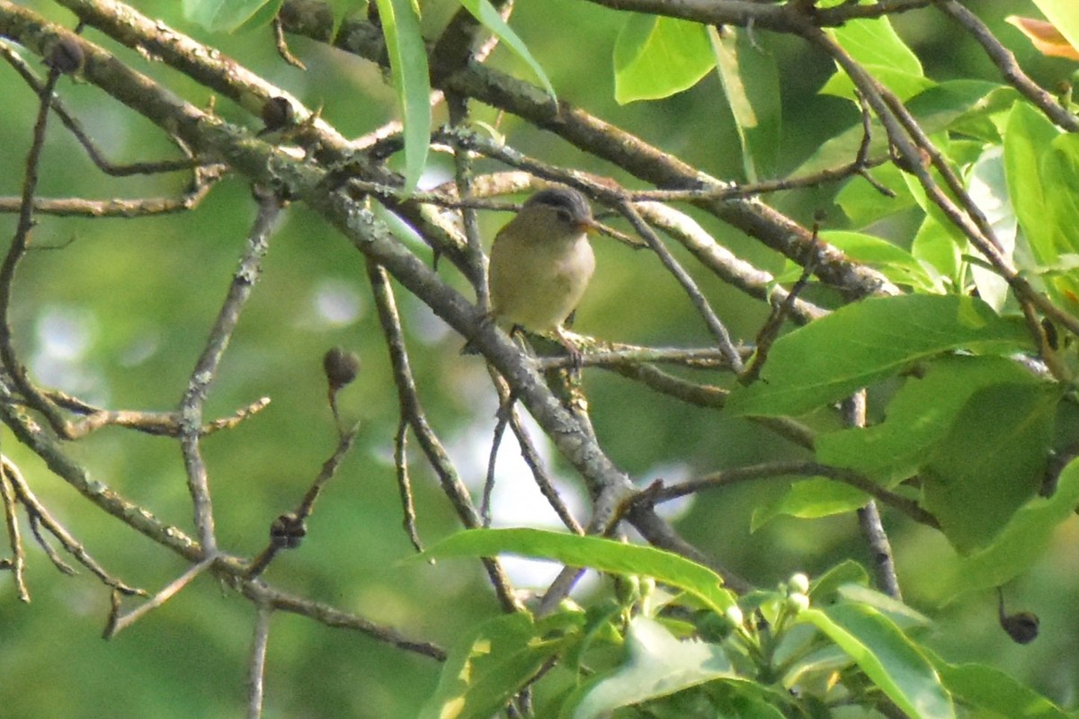 Blue-winged Minla - Jageshwer verma