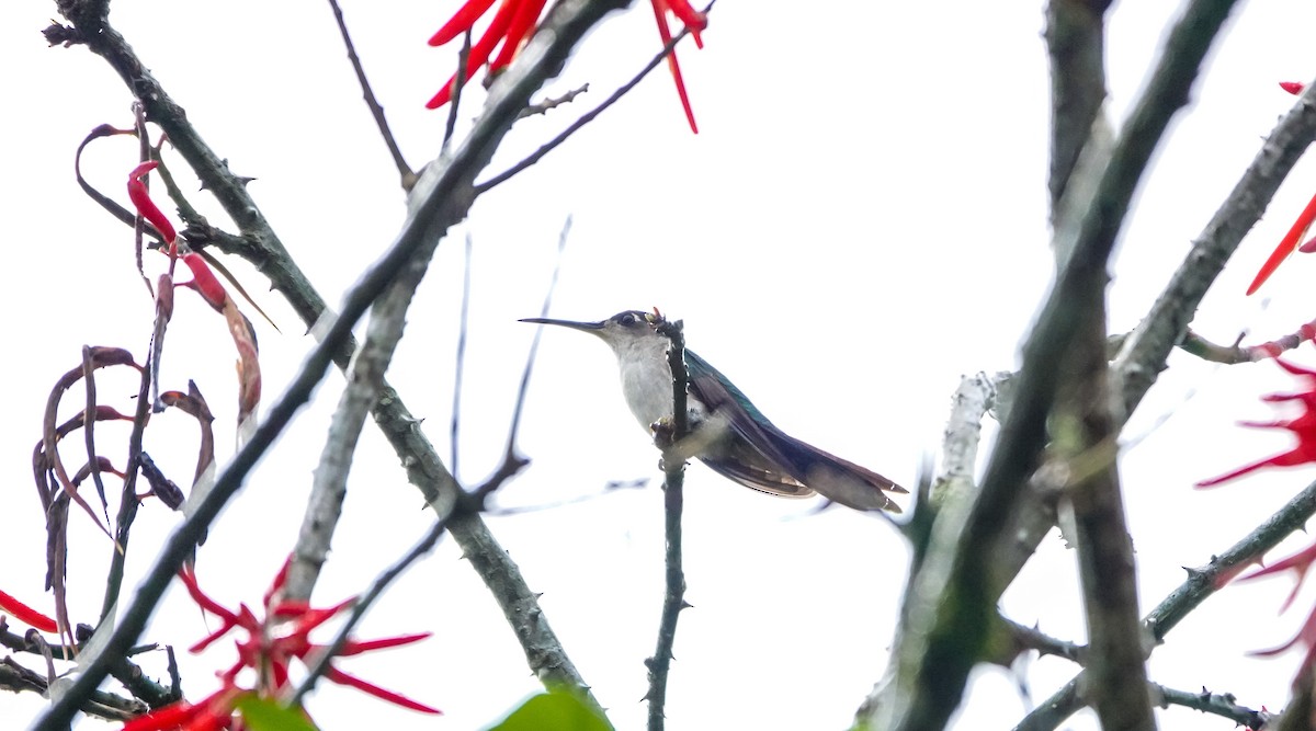 Wedge-tailed Sabrewing - Laura Voight