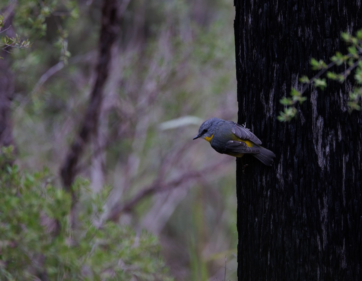 Eastern Yellow Robin - Luke sbeghen