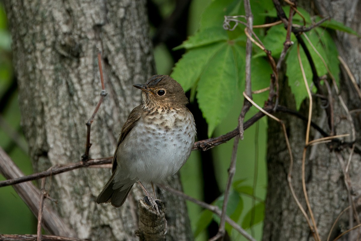 Swainson's Thrush - Brian Miller 🪶