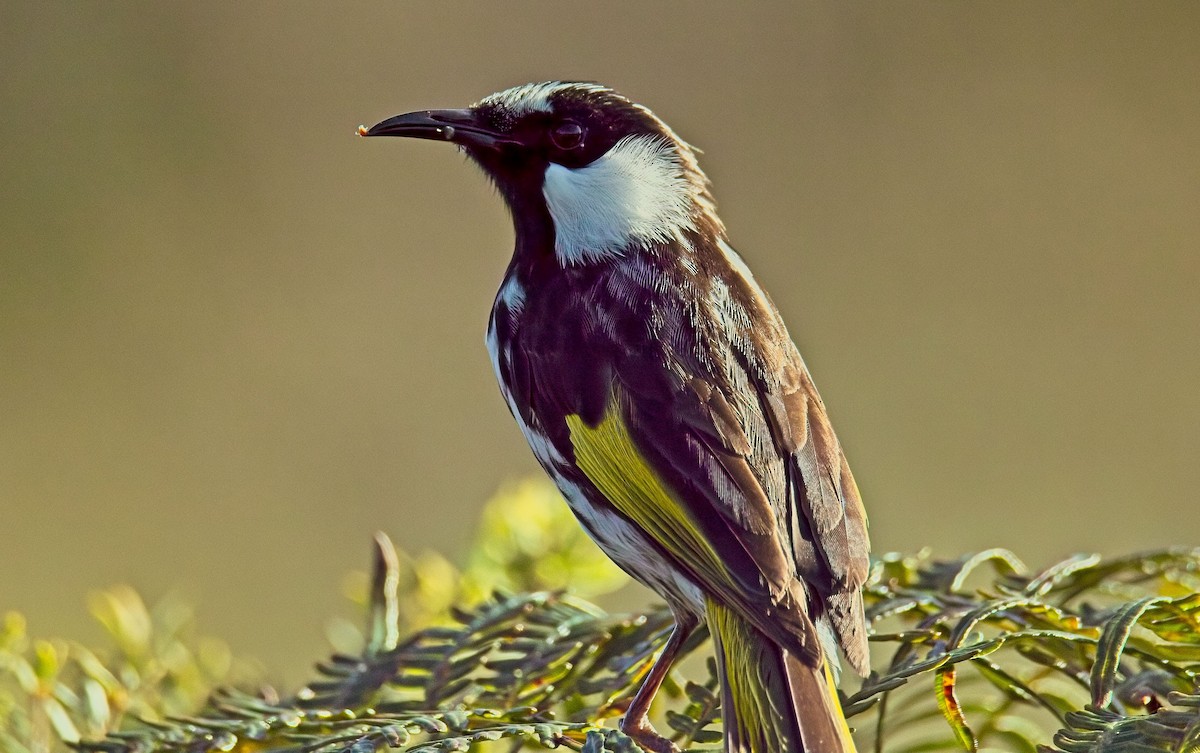 White-cheeked Honeyeater - ML619434350