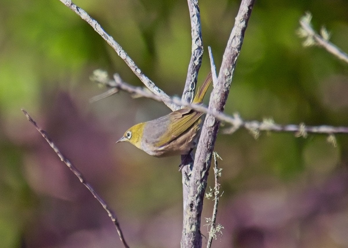 Silvereye - Phillip Robbins