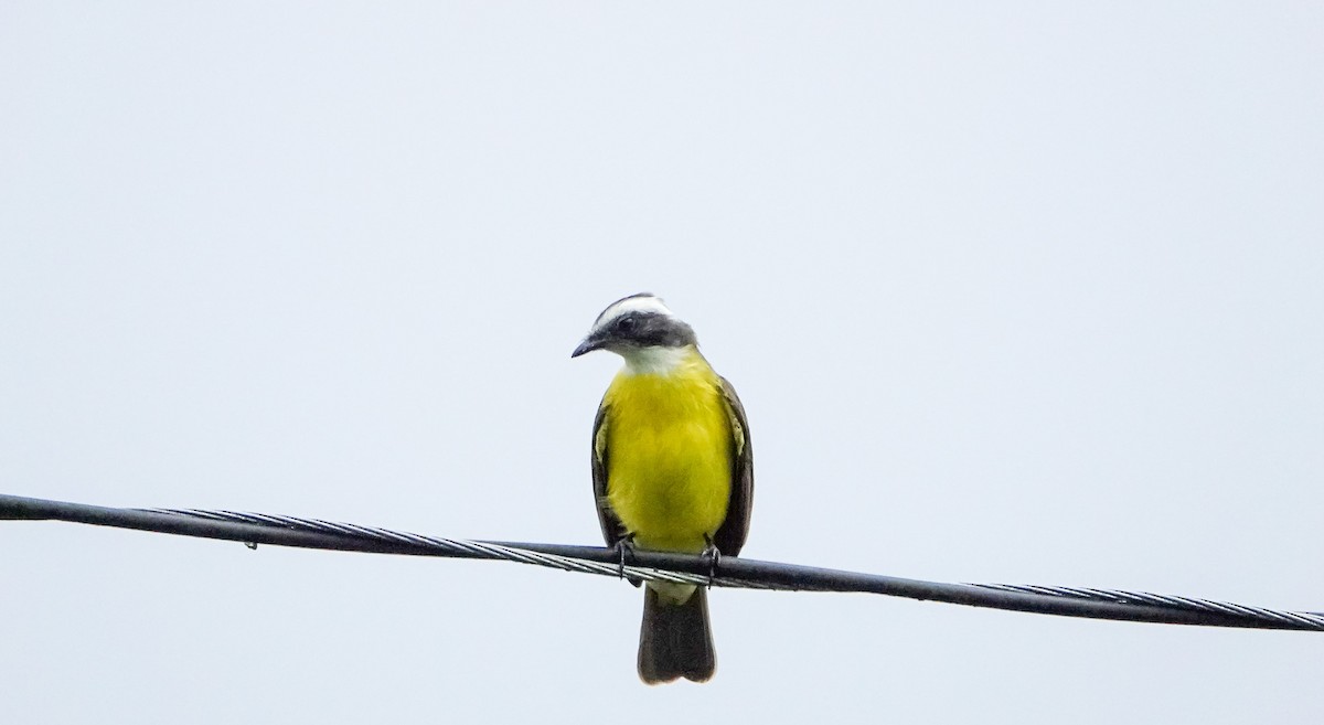 Social Flycatcher - Laura Voight