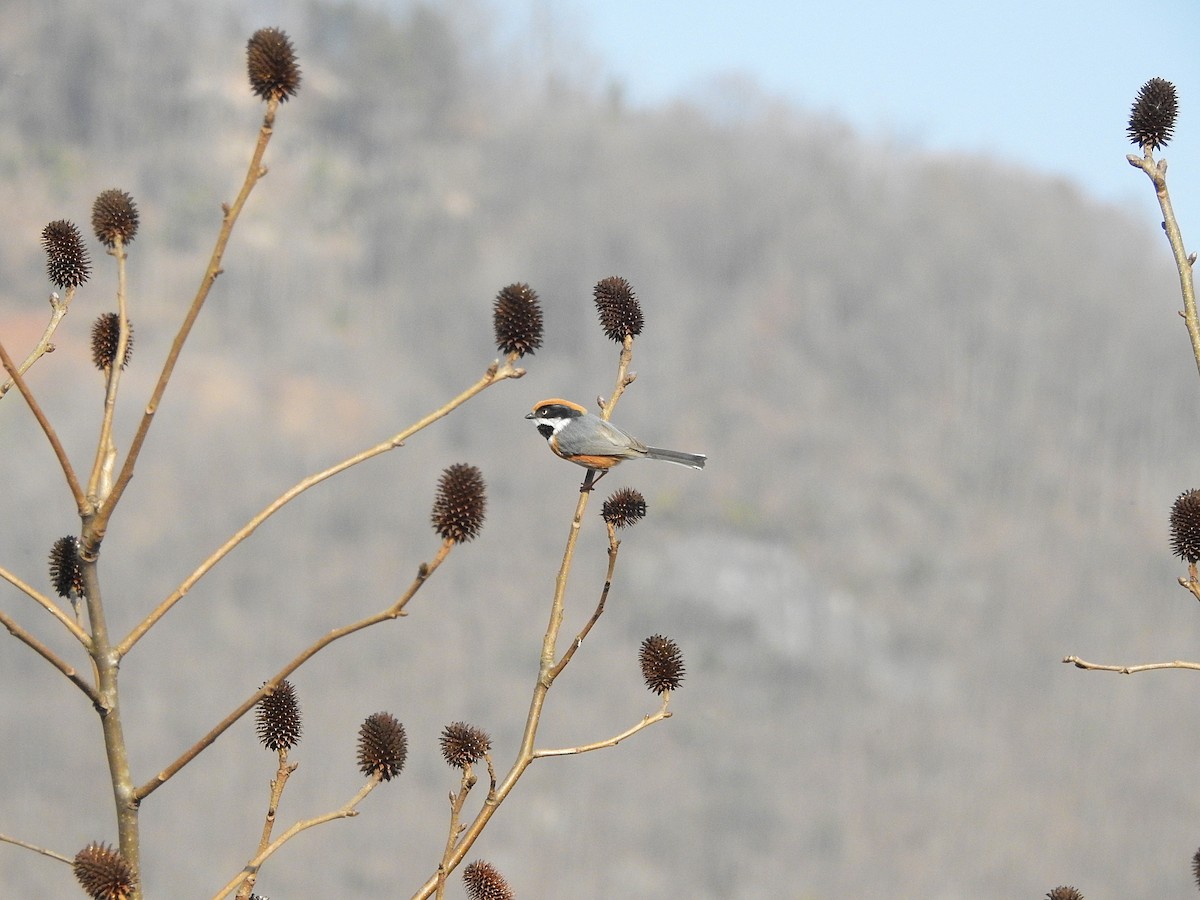 Black-throated Tit - JiuRi Han