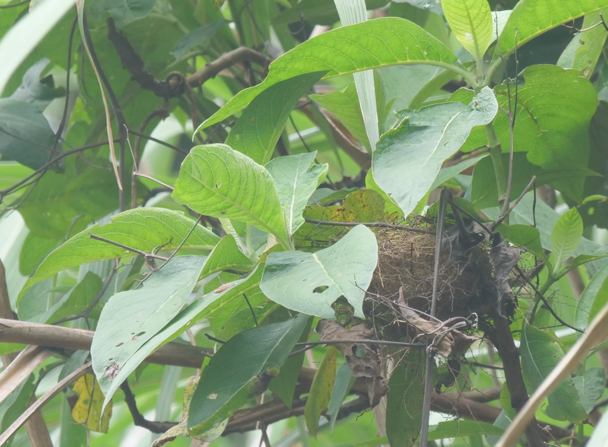 Collared Finchbill - Yulin Shen