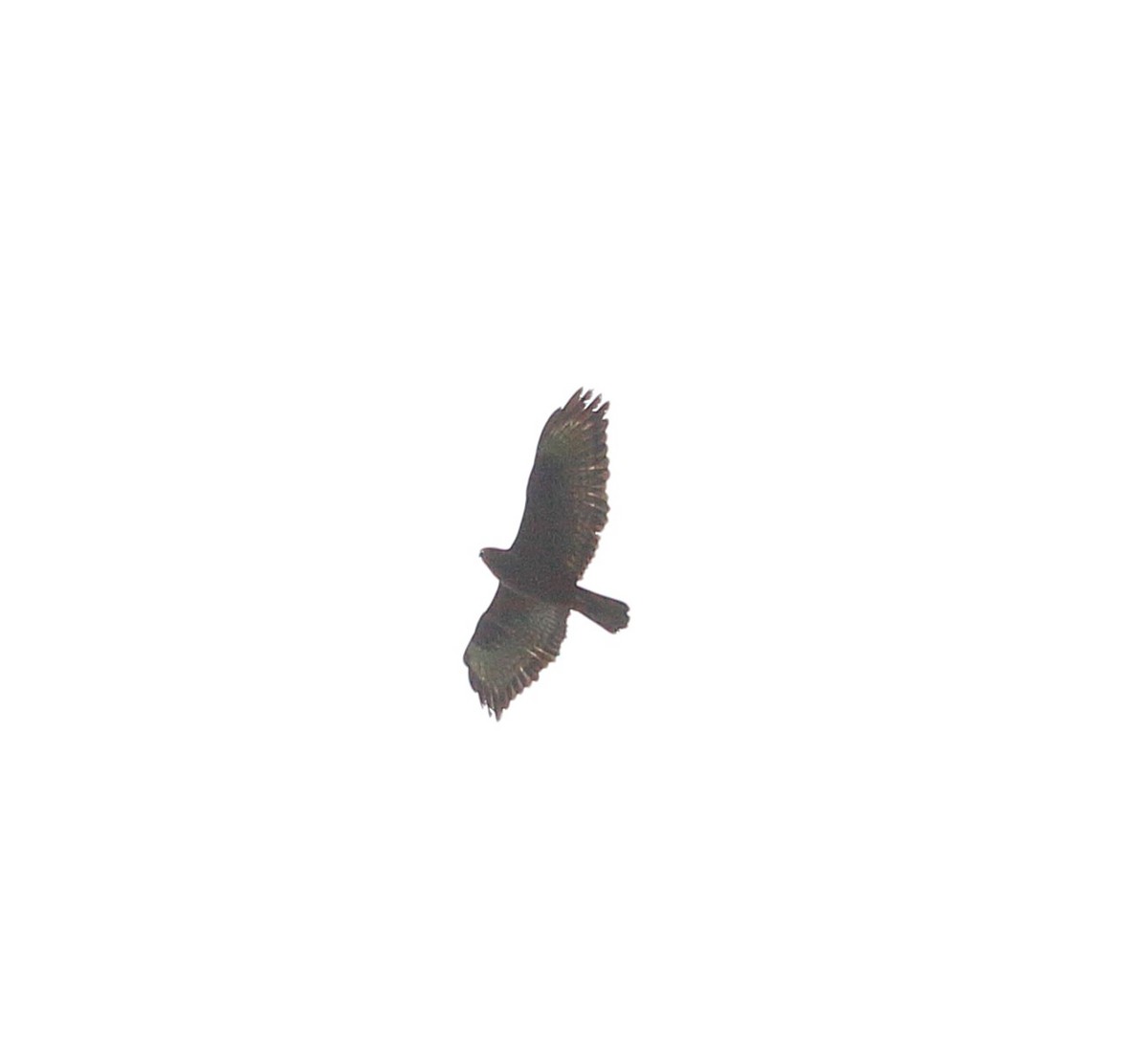 Common Buzzard - Elaheh Afsaneh