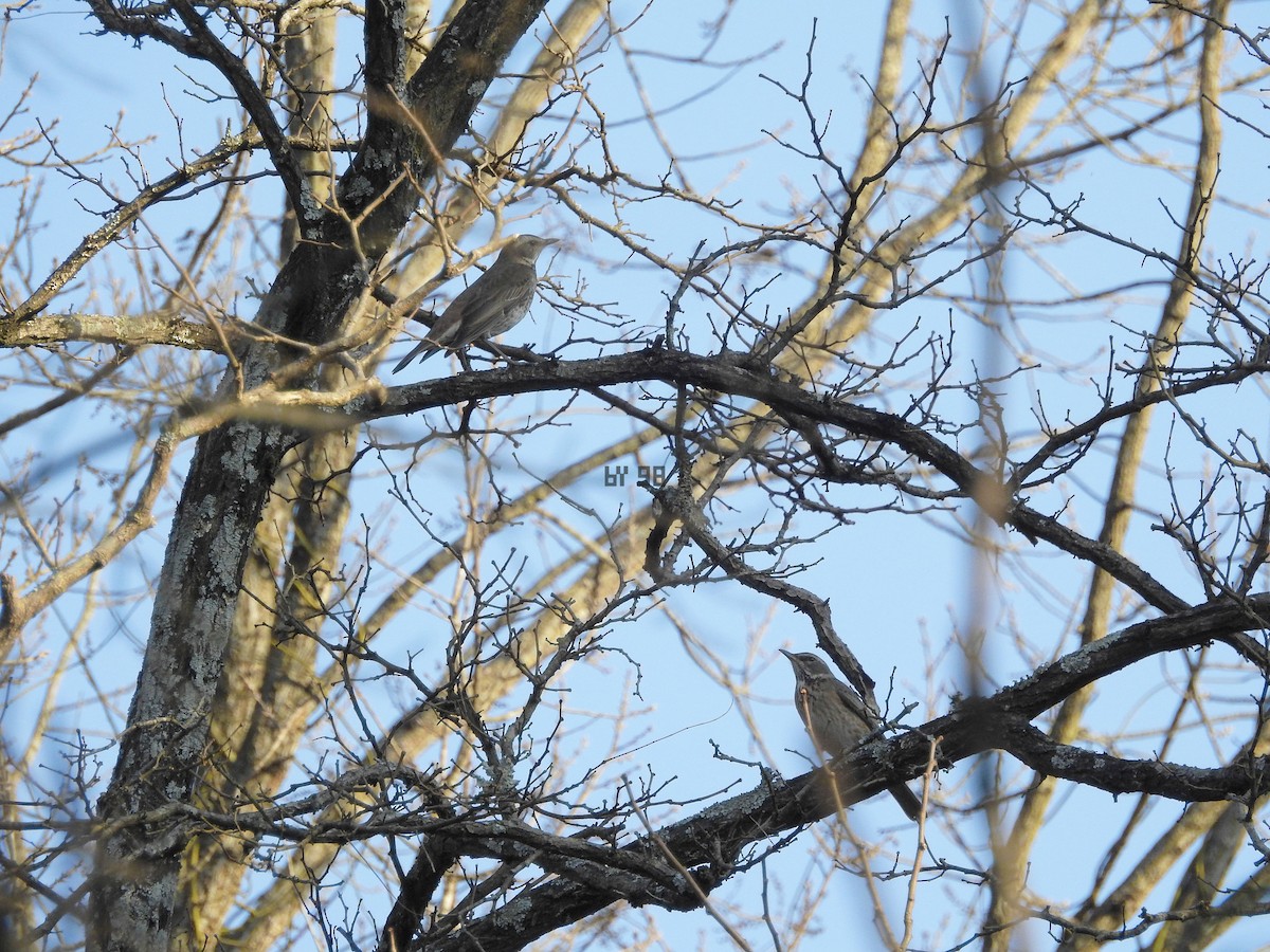 Dusky Thrush - JiuRi Han