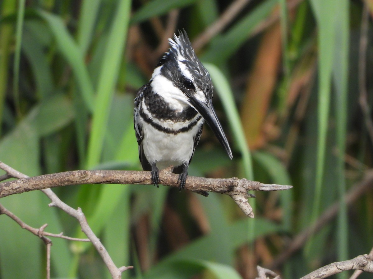 Pied Kingfisher - Itay Berger
