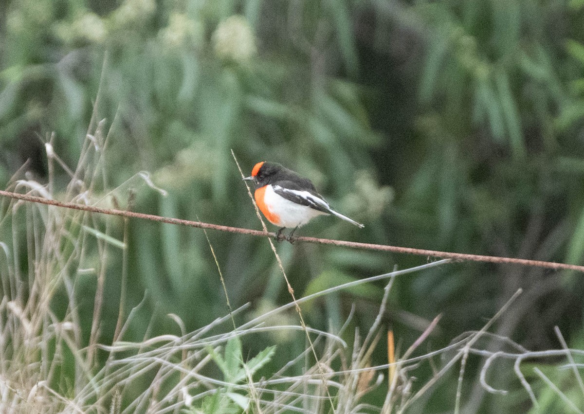 Red-capped Robin - Hitomi Ward