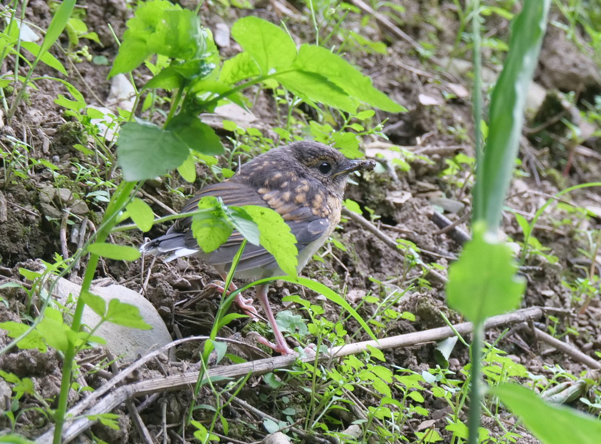 White-rumped Shama - Yulin Shen