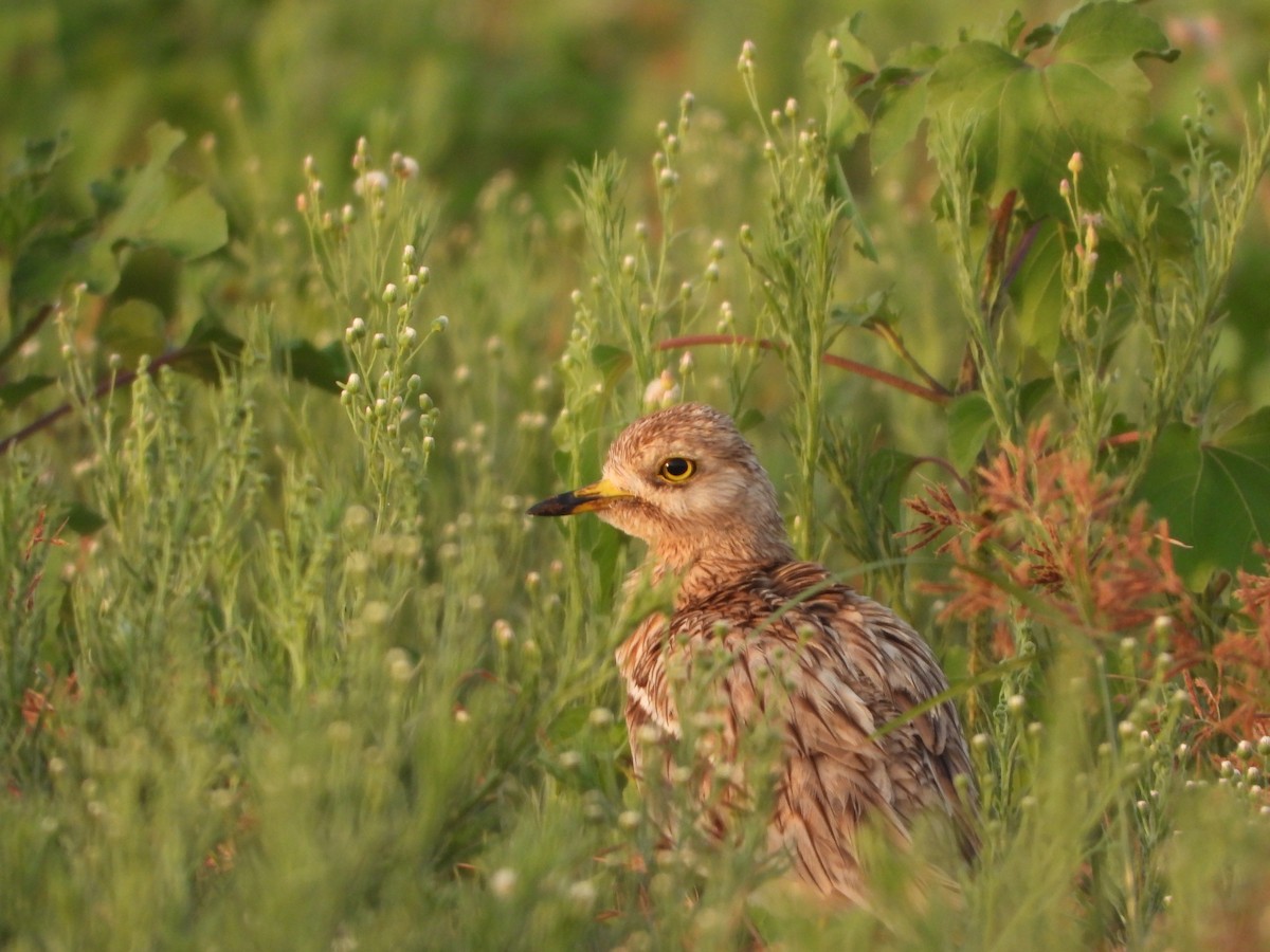 Eurasian Thick-knee - ML619434414