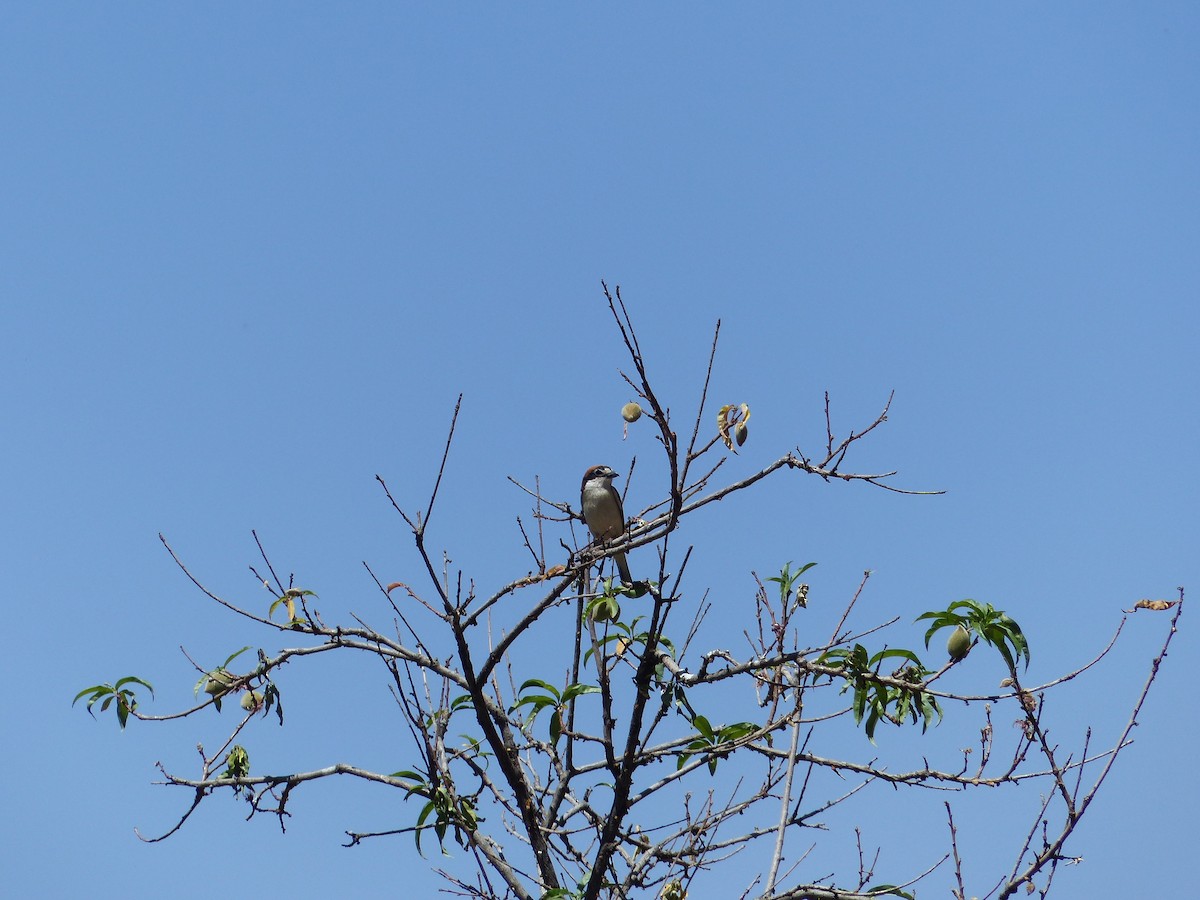 Woodchat Shrike - Jorge López Álvarez