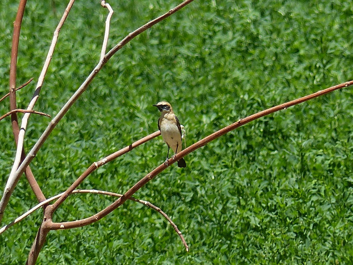 Desert Wheatear - ML619434430