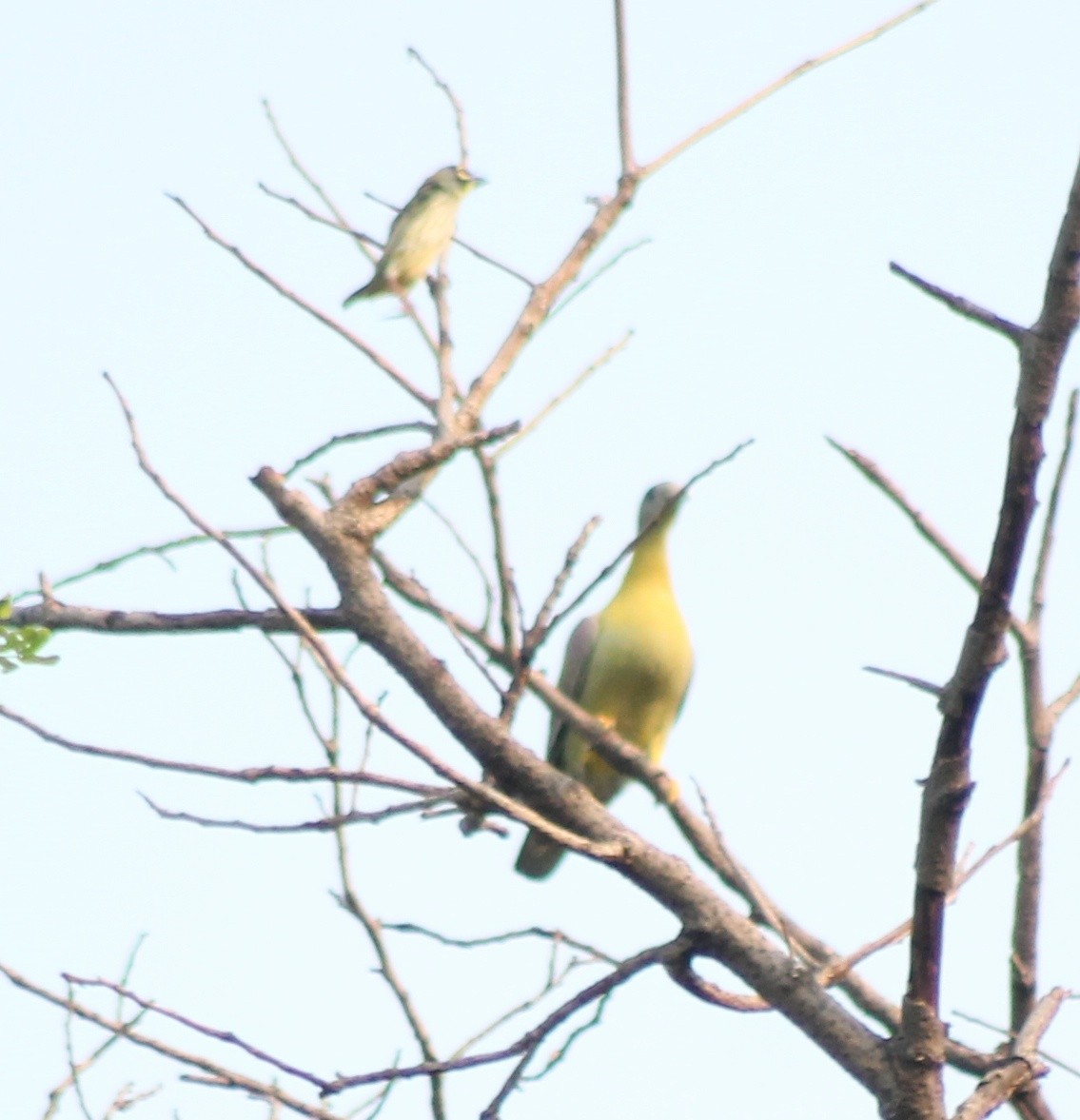 Yellow-footed Green-Pigeon - Madhavi Babtiwale