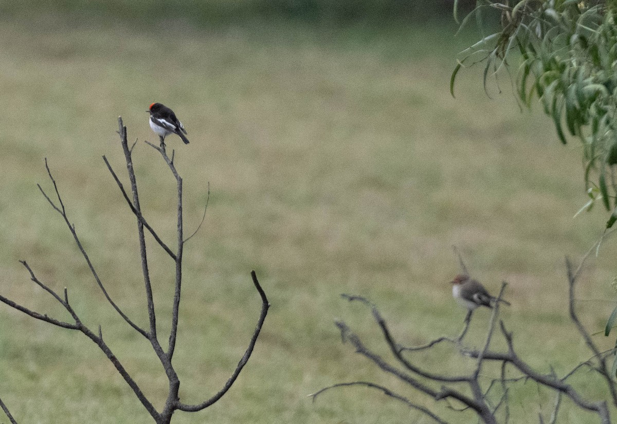 Red-capped Robin - ML619434438