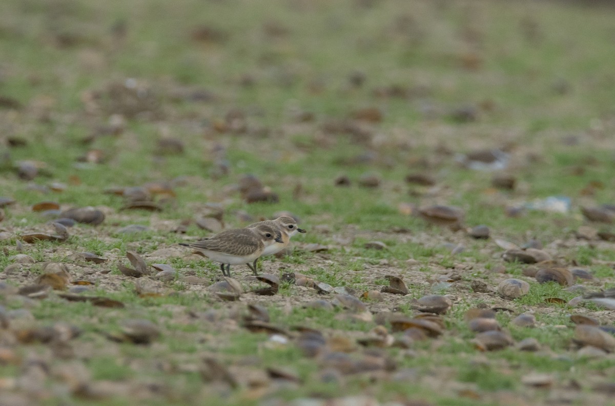 Tibetan Sand-Plover - Sathish Ramamoorthy