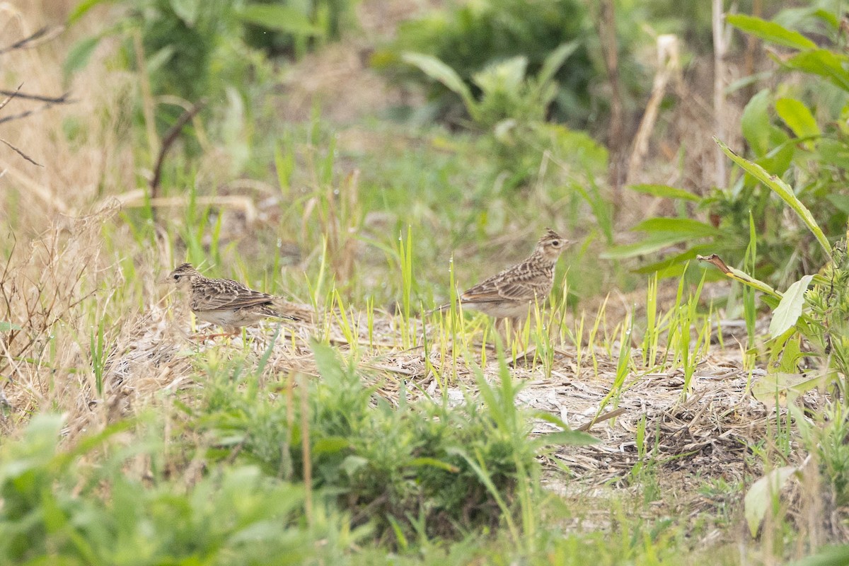 Oriental Skylark - ML619434451