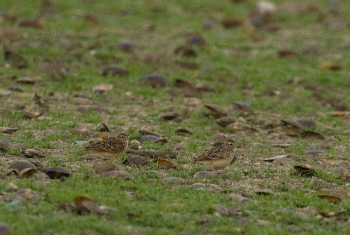 Oriental Skylark - Sathish Ramamoorthy