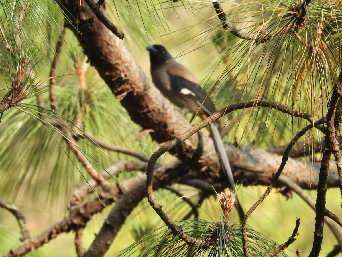 Gray Treepie - ML619434463